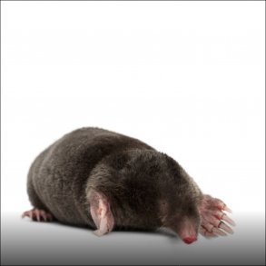 Muldvarpe og mosegrise