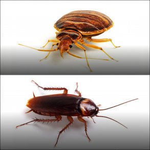 Væggelus, kakerlakker, sølvfisk, skægkræ